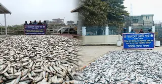 মুন্সিগঞ্জ-নারায়ণগঞ্জে কোস্ট গার্ডের পৃথক অভিযানে ৬১ লাখ টাকার জাটকা জব্দ